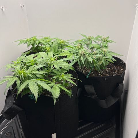 Bloody Skunk Auto growlog timeline photo
