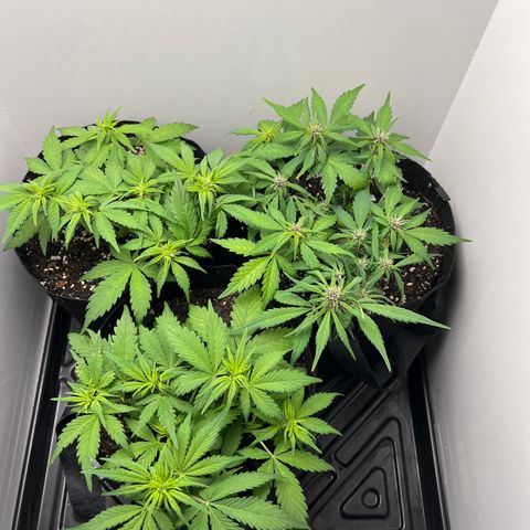 Bloody Skunk Auto growlog timeline photo