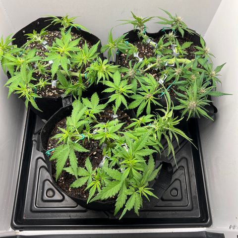Bloody Skunk Auto growlog timeline photo