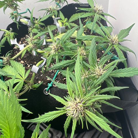 Bloody Skunk Auto growlog timeline photo