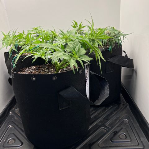 Bloody Skunk Auto growlog timeline photo