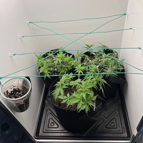 Bloody Skunk Auto growlog timeline photo