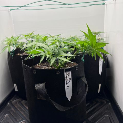Bloody Skunk Auto growlog timeline photo