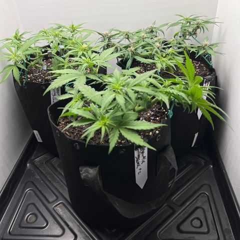Bloody Skunk Auto growlog timeline photo