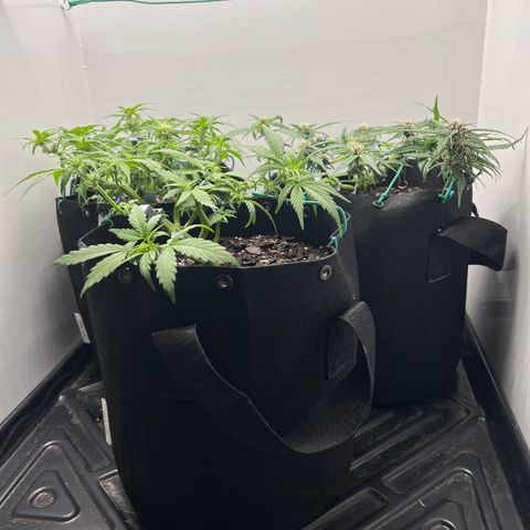 Bloody Skunk Auto growlog timeline photo