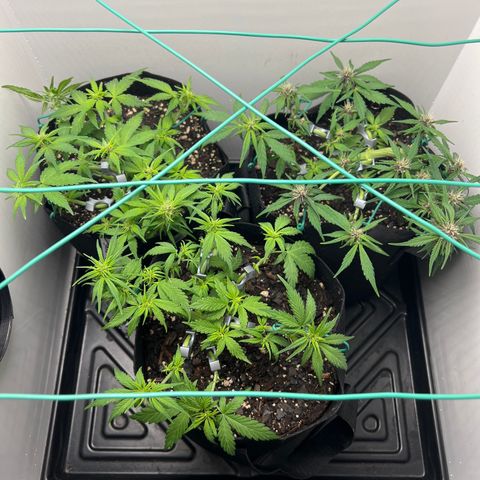 Bloody Skunk Auto growlog timeline photo