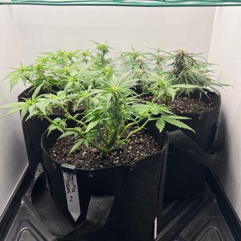Bloody Skunk Auto growlog photo: Took clips and wire off plants to allow them to start growing upwards 