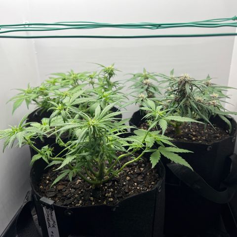 Bloody Skunk Auto growlog photo: Took clips and wire off plants to allow them to start growing upwards 