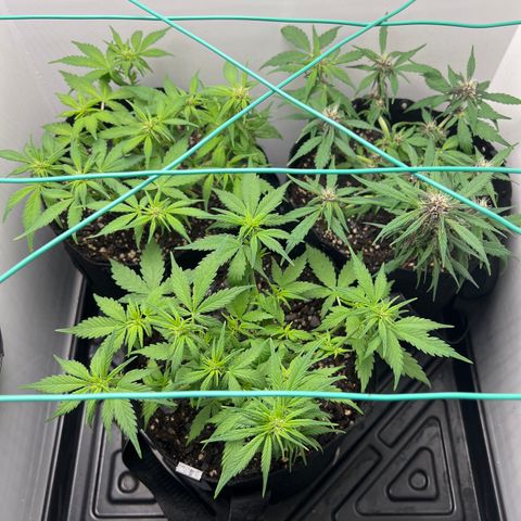 Bloody Skunk Auto growlog photo: Took clips and wire off plants to allow them to start growing upwards 