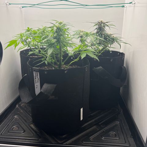 Bloody Skunk Auto growlog timeline photo