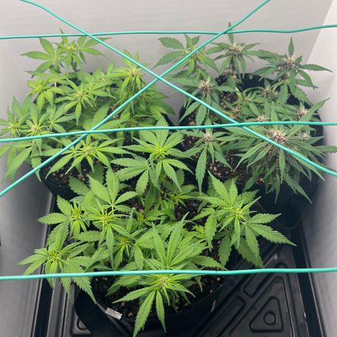 Bloody Skunk Auto growlog timeline photo