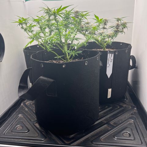 Bloody Skunk Auto growlog timeline photo