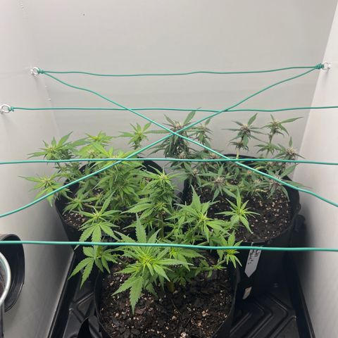 Bloody Skunk Auto growlog timeline photo