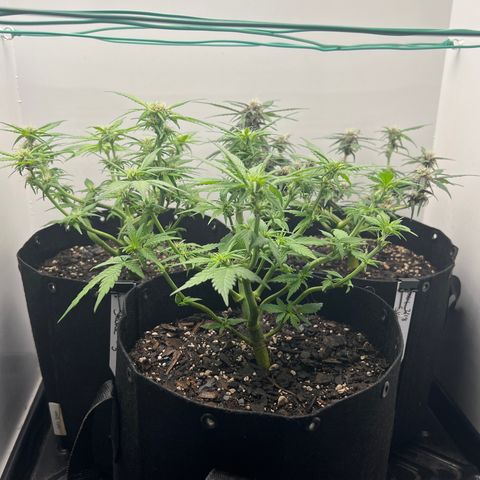 Bloody Skunk Auto growlog timeline photo