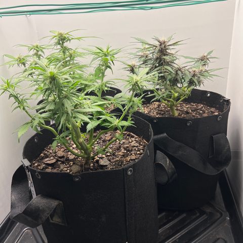 Bloody Skunk Auto growlog timeline photo