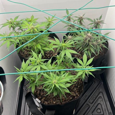Bloody Skunk Auto growlog timeline photo