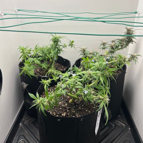 Bloody Skunk Auto growlog photo: Trimmed up a bit and put clips back on where needed on plants. 