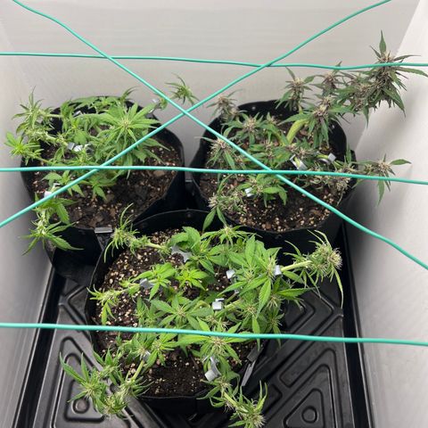 Bloody Skunk Auto growlog photo: Trimmed up a bit and put clips back on where needed on plants. 