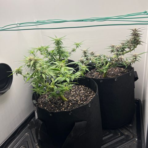 Bloody Skunk Auto growlog timeline photo