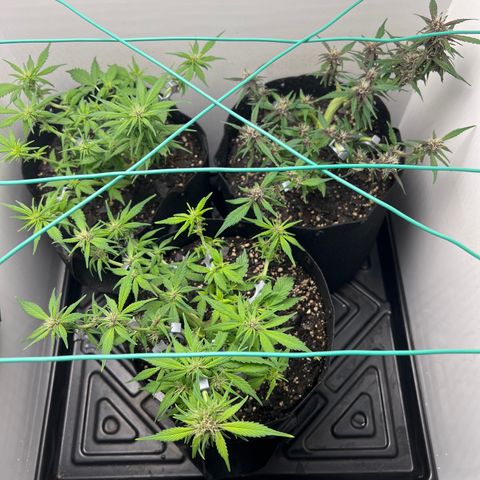 Bloody Skunk Auto growlog timeline photo