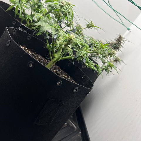 Bloody Skunk Auto growlog timeline photo