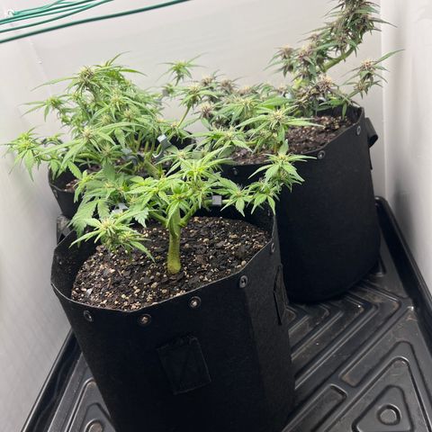 Bloody Skunk Auto growlog timeline photo