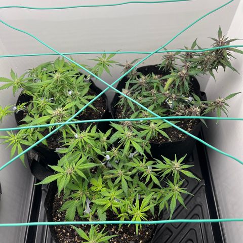 Bloody Skunk Auto growlog timeline photo