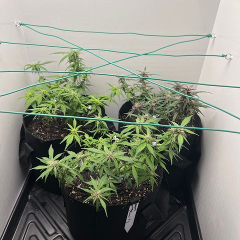 Bloody Skunk Auto growlog timeline photo