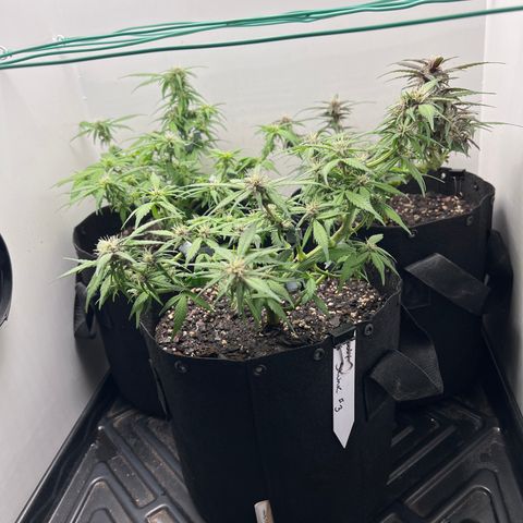 Bloody Skunk Auto growlog timeline photo