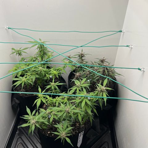 Bloody Skunk Auto growlog timeline photo