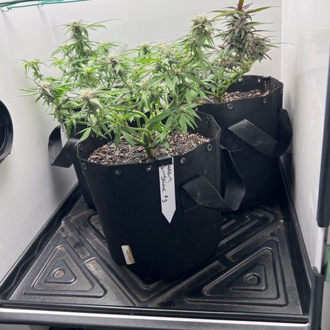 Bloody Skunk Auto growlog timeline photo