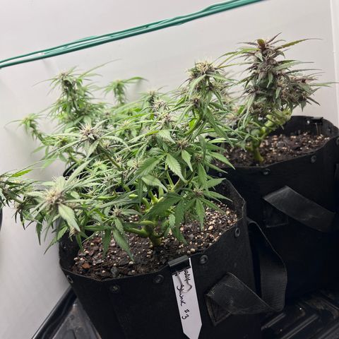 Bloody Skunk Auto growlog timeline photo