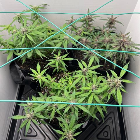 Bloody Skunk Auto growlog timeline photo