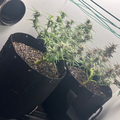 Bloody Skunk Auto growlog timeline photo