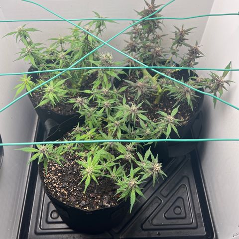Bloody Skunk Auto growlog timeline photo