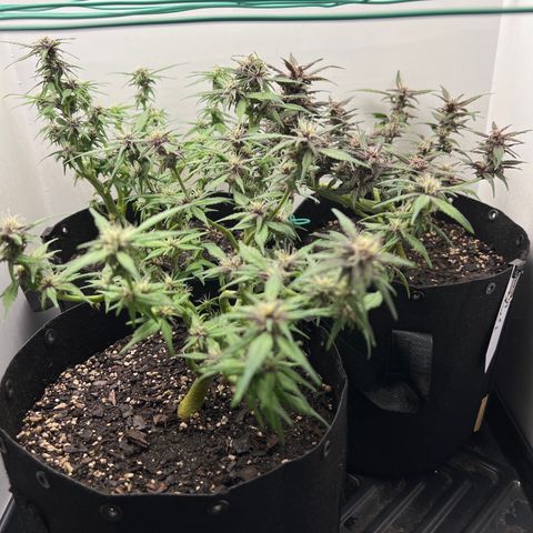 Bloody Skunk Auto growlog timeline photo