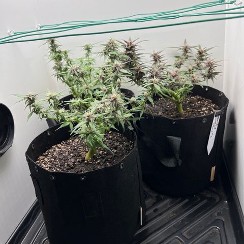 Bloody Skunk Auto growlog timeline photo