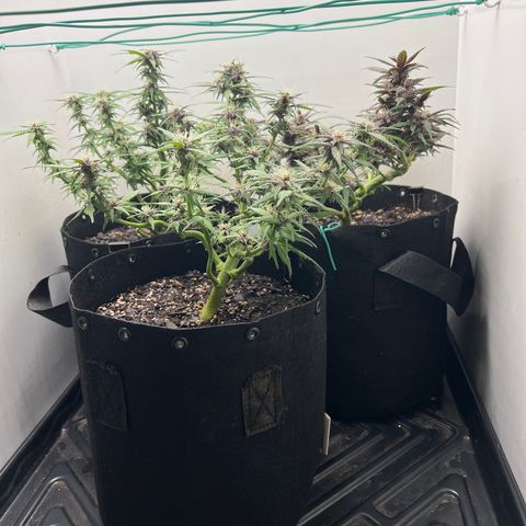 Bloody Skunk Auto growlog timeline photo