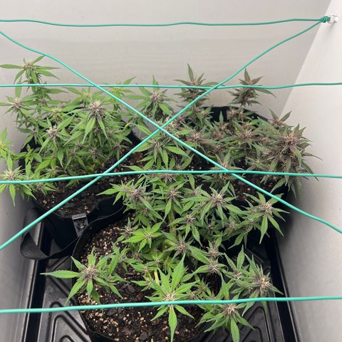 Bloody Skunk Auto growlog timeline photo