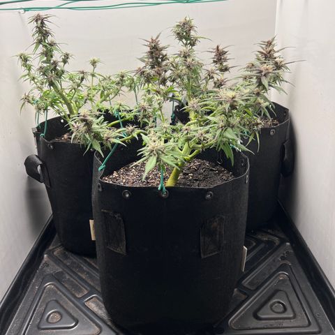 Bloody Skunk Auto growlog timeline photo