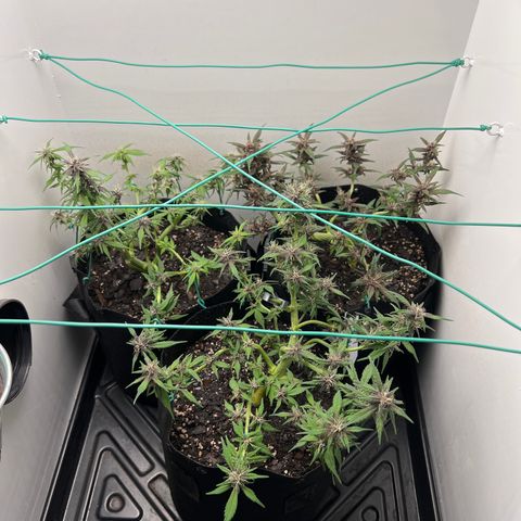 Bloody Skunk Auto growlog timeline photo