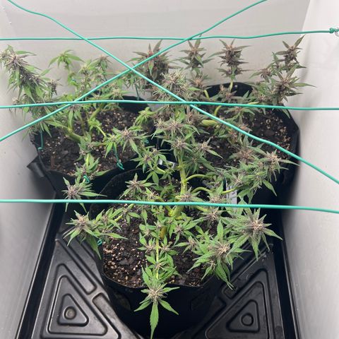 Bloody Skunk Auto growlog timeline photo