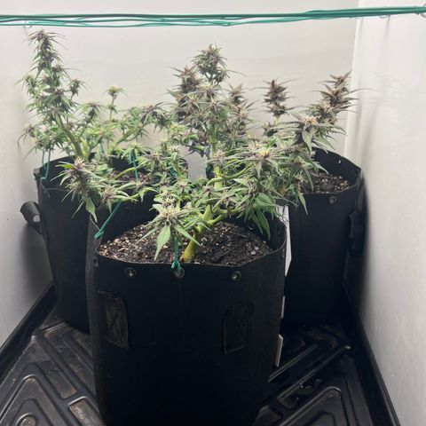 Bloody Skunk Auto growlog timeline photo