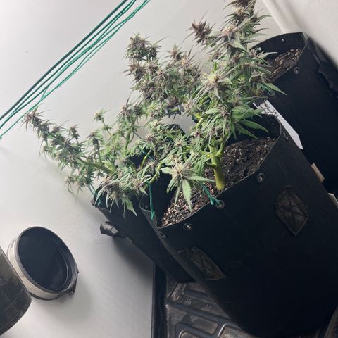 Bloody Skunk Auto growlog timeline photo
