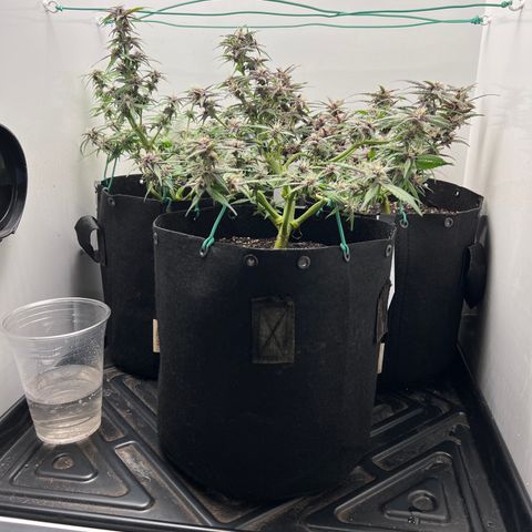 Bloody Skunk Auto growlog timeline photo