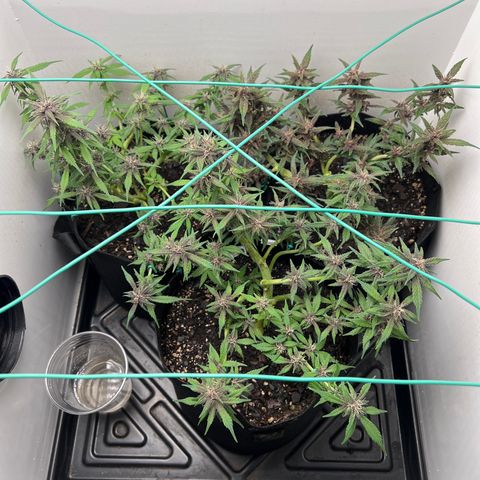 Bloody Skunk Auto growlog timeline photo
