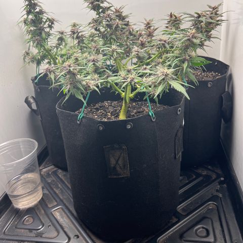 Bloody Skunk Auto growlog timeline photo