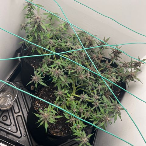 Bloody Skunk Auto growlog timeline photo