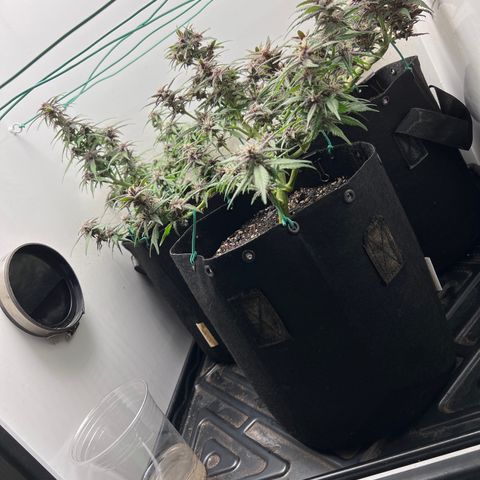 Bloody Skunk Auto growlog timeline photo
