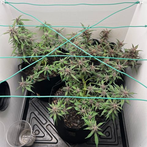 Bloody Skunk Auto growlog timeline photo